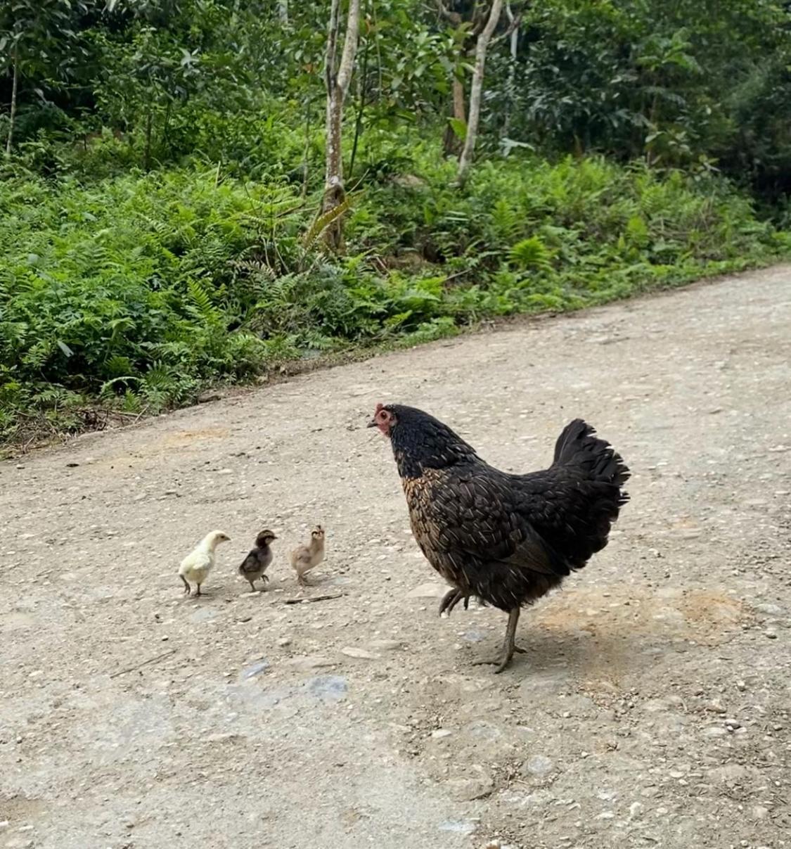 Bikki'S Jungle Homestay Ha Giang Exterior photo