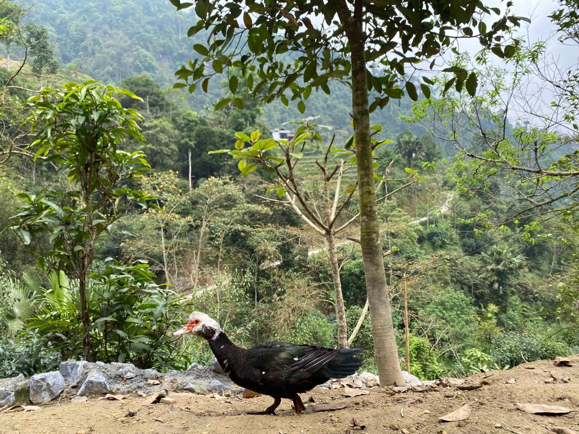 Bikki'S Jungle Homestay Ha Giang Exterior photo